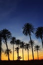 Palm trees sunset golden blue sky backlight
