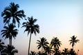 palm trees sunset golden blue sky backlight Royalty Free Stock Photo