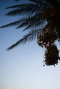 palm trees sunset golden blue sky backlight in mediterranean Royalty Free Stock Photo