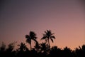 Palm trees at sunset in Guam