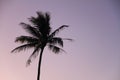 Palm trees at sunset in Guam Royalty Free Stock Photo