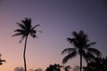 Palm trees at sunset in Guam Royalty Free Stock Photo