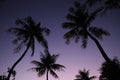 Palm trees at sunset in Guam