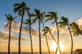 Palm Trees at Sunset in Hawaii Royalty Free Stock Photo