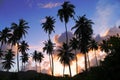 palm trees, sunset, coconuts, palmiers Royalty Free Stock Photo
