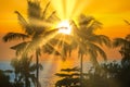 Palm trees at sunset Royalty Free Stock Photo