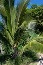 Palm Trees at Sunset Maui, Hawaii Royalty Free Stock Photo