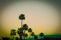 Palm trees at sunset in Los Angeles Royalty Free Stock Photo
