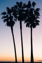 3 palm trees during sunset in Los Angeles Royalty Free Stock Photo