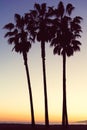 3 palm trees during sunset in Los Angeles Royalty Free Stock Photo