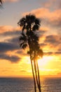 Palm trees at sunset Royalty Free Stock Photo