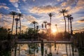 Palm trees in the sunset in Maria Luisa park in Seville, Spain Royalty Free Stock Photo