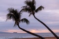 Palm Trees at Sunset on Maui Royalty Free Stock Photo