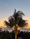 Palm Trees at Sunset near the Gulf of Mexico with orange clouds Royalty Free Stock Photo