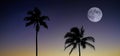 Palm Trees Sunset Near Ocean Beach Tropical Location Full Moon Royalty Free Stock Photo