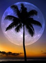 Palm Trees Sunset Near Ocean Beach Tropical Location Full Moon Royalty Free Stock Photo