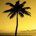 Palm Trees Sunset Near Ocean Beach Tropical Location Royalty Free Stock Photo