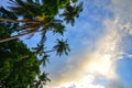 Coconut trees on Coron Island, Philippines Royalty Free Stock Photo