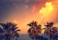 Palm trees at the sunset over the sea Royalty Free Stock Photo