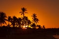 Palm trees at sunset Royalty Free Stock Photo