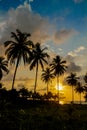 Palm trees sunset silhouette at tropical resort Royalty Free Stock Photo