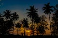 Palm trees sunset silhouette at tropical beach resort Royalty Free Stock Photo