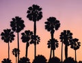 palm trees at sunset silhouettes, Ai