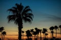 Palm trees at sunset Royalty Free Stock Photo