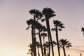 Palm Trees after Sunset with Sky - Copy Space - Santa Monica - Los Angeles Royalty Free Stock Photo