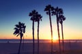 Palm Trees in Sunset Royalty Free Stock Photo