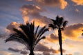 Palm trees at sunset