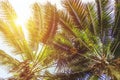 Palm trees , sunshine and blue sky