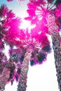 Palm trees surreal colors. Vertical photography