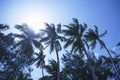Palm trees sway in the wind on sunny day Royalty Free Stock Photo