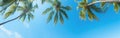 Palm Trees Swaying in the Wind Royalty Free Stock Photo