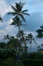 Palm trees are swaying in the wind of Pacific Royalty Free Stock Photo