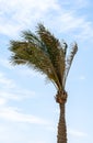 Palm trees swing their green branches in the wind against the blue sky with clouds. Royalty Free Stock Photo