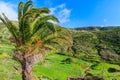 Palm trees in Taguluche village