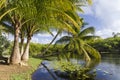 Palm Trees Taking a Dip Royalty Free Stock Photo