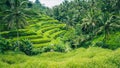 Palm Trees in Tegalalang Rice Terrace, Ubud, Bali, Indonesia Royalty Free Stock Photo