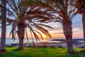 Palm trees on Tenerife at sunset, Canary islands, Spain Royalty Free Stock Photo