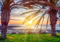 Palm trees on Tenerife at sunset, Canary islands, Spain Royalty Free Stock Photo