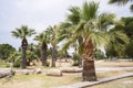 Palm trees in the territory of the ancient city of Hierapolis in Pamukkale, Turkey, Royalty Free Stock Photo