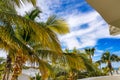 Palm trees with their yellowish green foliage against blue sky with white clouds Royalty Free Stock Photo