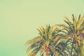 Palm Trees on Toned Light Turquoise Sky Background. 60s Vintage Style Copy Space for Text. Tropical Foliage. Seaside Ocean Beach Royalty Free Stock Photo