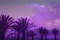 Palm Trees on Toned Ultraviolet Sky Background Royalty Free Stock Photo