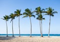 Palm trees at tranquil beach Royalty Free Stock Photo