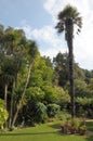 Palm trees tree in Abbotsbury garden Royalty Free Stock Photo