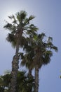 Palm trees. Royalty Free Stock Photo