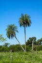 Palm trees in tropic Royalty Free Stock Photo